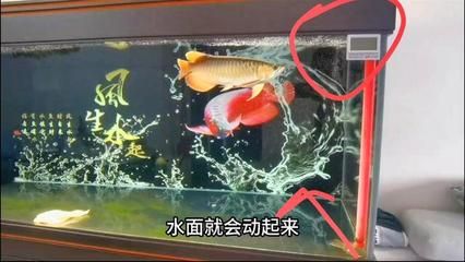 龍魚憋卵什么癥狀【龍魚憋卵什么癥狀和應(yīng)對(duì)措施有助于緩解龍魚憋卵的癥狀】 龍魚百科 第3張