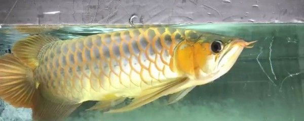 龍魚背浮出水面【龍魚背浮出水面可能是由多種原因引起的，龍魚背浮出水面的原因】 龍魚百科 第3張