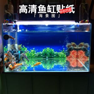 金龍魚魚缸貼紙什么顏色好【金龍魚的貼紙顏色搭配】 龍魚百科 第5張