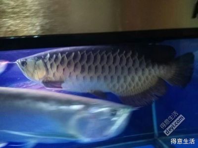 龍魚(yú)34度魚(yú)會(huì)死嗎【龍魚(yú)34度會(huì)死嗎】