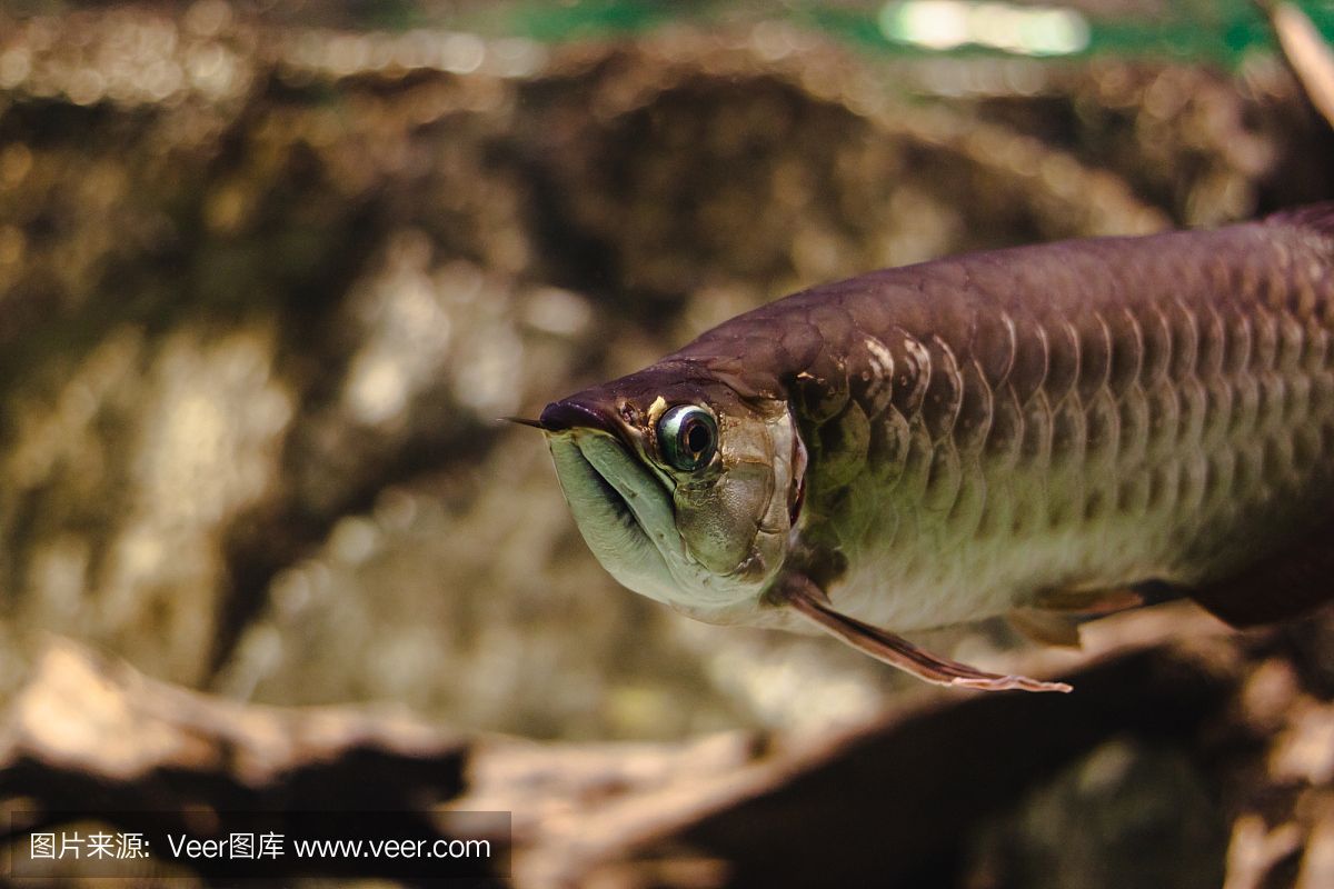 金龍魚身上出現(xiàn)褐色斑點(diǎn)怎么辦【金龍魚身上出現(xiàn)褐色斑點(diǎn)可能是由多種因素導(dǎo)致的】 龍魚百科 第1張