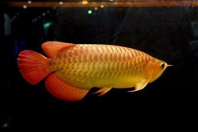 金龍魚(yú)身上有白色絮狀物一定是水霉嗎【金龍魚(yú)身上出現(xiàn)白色絮狀物一定是水霉病嗎】 龍魚(yú)百科 第2張