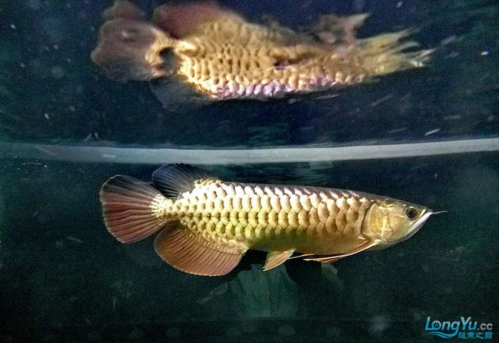 金龍魚(yú)身上有白色絮狀物一定是水霉嗎【金龍魚(yú)身上出現(xiàn)白色絮狀物一定是水霉病嗎】 龍魚(yú)百科 第3張