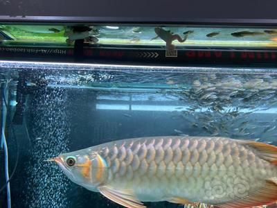 龍魚40度會死嗎【龍魚40度會死嗎，龍魚的生理機(jī)能會受到嚴(yán)重影響嗎】 龍魚百科 第3張