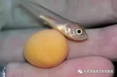 龍魚不怎么愛游動什么問題【龍魚不愛游動什么問題】 龍魚百科 第5張