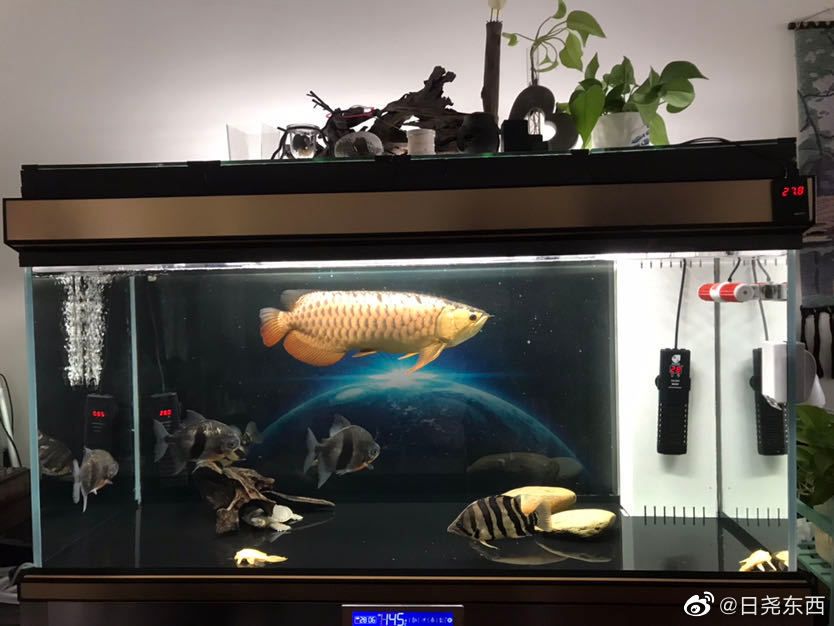 金龍魚入缸多久能開燈光【金龍魚入缸后燈光的使用】