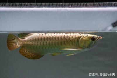 龍魚40長到60需要多久【從40厘米長到60厘米所需時間有所不同的龍魚生長速度受基因影響】 龍魚百科 第1張