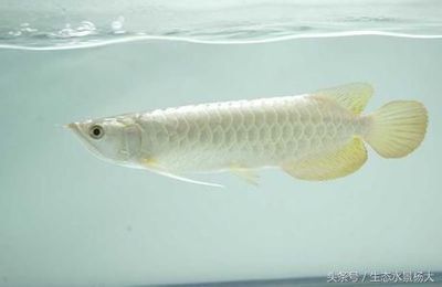 金龍魚鱗片上附著白色絮狀物圖片【金龍魚鱗片上附著白色絮狀物】 龍魚百科 第5張