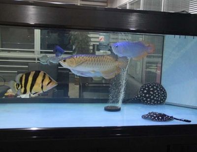 龍魚5條混養(yǎng)【5條龍魚混養(yǎng)成功，5條龍魚5條混養(yǎng)】 龍魚百科 第5張