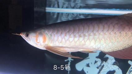 龍魚(yú)5號(hào)治療療程【龍魚(yú)5號(hào)治療龍魚(yú)5號(hào)治療龍魚(yú)頭洞的治療方案是否適用】