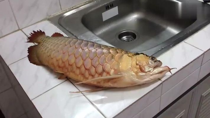 金龍魚能吃炒熟雞肉嗎【金龍魚能吃炒熟雞肉嗎金龍魚能吃炒熟雞肉嗎】 龍魚百科