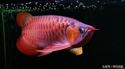 金龍魚(yú)爛背【金龍魚(yú)爛背可能由多種因素導(dǎo)致】 龍魚(yú)百科 第4張