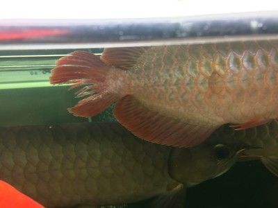 龍魚不游動尾巴下垂【龍魚不游動尾巴下垂怎么辦】 龍魚百科 第1張