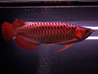 龍魚8號使用說明【關(guān)于龍魚8號使用問題】