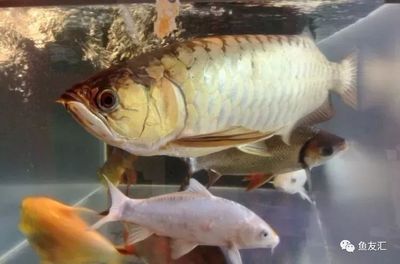 金龍魚苗一個月能長多大【金龍魚一個月能長多大】 龍魚百科 第4張