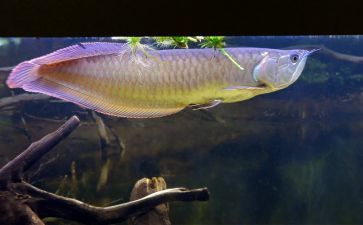 金龍魚魚苗吃什么食物最好【金龍魚魚苗吃什么食物好】 龍魚百科 第4張