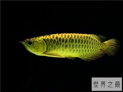 金龍魚鱗片上附著白色絮狀物【金龍魚鱗片上出現(xiàn)白色絮狀物可以采取以下治療方法】 龍魚百科 第4張