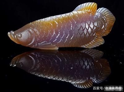 金龍魚(yú)適合什么顏色的背景【金龍魚(yú)在不同生長(zhǎng)階段適合什么顏色的背景顏色】 龍魚(yú)百科 第4張