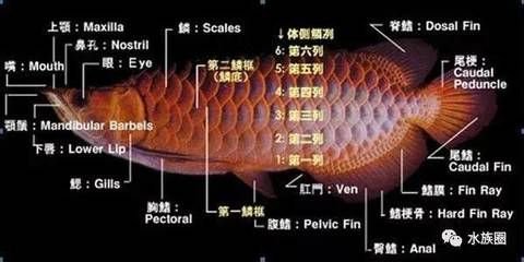 龍魚鼻孔【龍魚的鼻孔與口腔并不能相通，】 龍魚百科 第1張