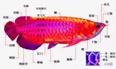 龍魚鼻孔【龍魚的鼻孔與口腔并不能相通，】 龍魚百科 第2張