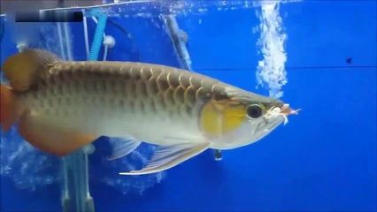 金龍魚鯊魚嘴什么意思【金龍魚鯊魚嘴型的寓意】 龍魚百科 第5張