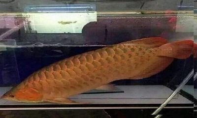 金龍魚爛身【如何預(yù)防金龍魚爛身】 龍魚百科 第3張