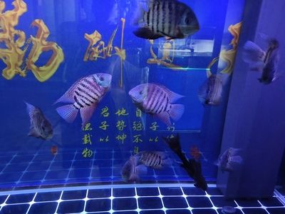 龍魚愛躲一個角落【龍魚愛躲一個角落怎么辦】