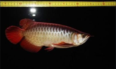 龍魚5號治療蝴蝶鯉炸麟充血有用嗎【龍魚5號在龍魚疾病治療中的作用】 龍魚百科 第3張