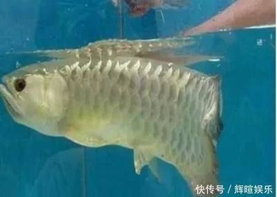 金龍魚老是張嘴怎么回事【金龍魚老是張嘴怎么回事金龍魚老是張嘴可能是因為缺氧】 龍魚百科 第2張