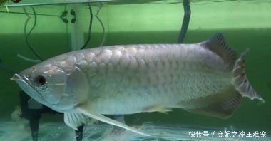 金龍魚老是張嘴怎么回事【金龍魚老是張嘴怎么回事金龍魚老是張嘴可能是因為缺氧】 龍魚百科 第5張