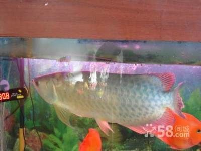 龍魚5號都治療觀賞魚哪些??？【龍魚5號具有多種作用，它能抑制魚缸中各類細菌的繁殖】 龍魚百科 第3張