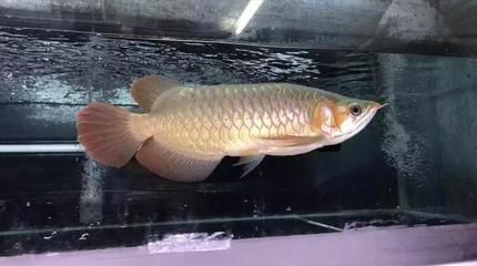 龍魚5號都治療觀賞魚哪些病？【龍魚5號具有多種作用，它能抑制魚缸中各類細菌的繁殖】 龍魚百科 第5張