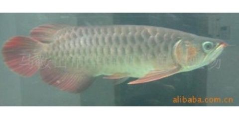 龍魚(yú)編號(hào)1560202040100001【如何查詢龍魚(yú)編號(hào)1560202040100001】 龍魚(yú)百科 第5張