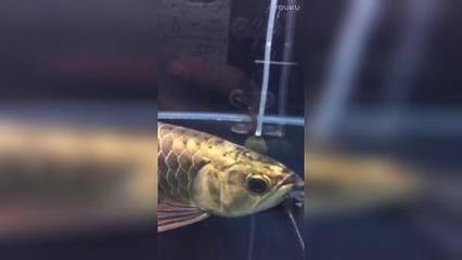 龍魚不吃蝦肉怎么回事【龍魚不吃蝦肉怎么回事龍魚不吃蝦肉怎么辦】