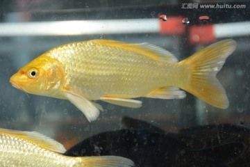 龍魚背部鱗片有棉絮【龍魚背部鱗片出現(xiàn)棉絮狀物可能是由多種原因引起的】 龍魚百科 第2張