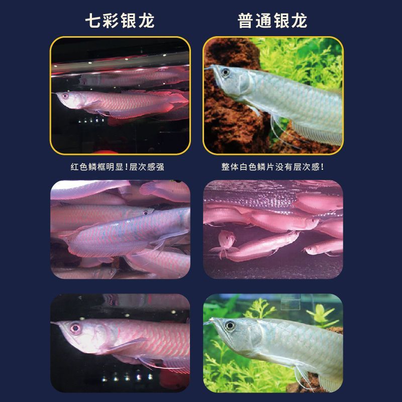 金龍魚身上有個包是什么【金龍魚身上有個包是什么原因】 龍魚百科 第4張