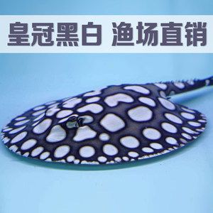 金龍魚身上有個包是什么【金龍魚身上有個包是什么原因】 龍魚百科 第5張