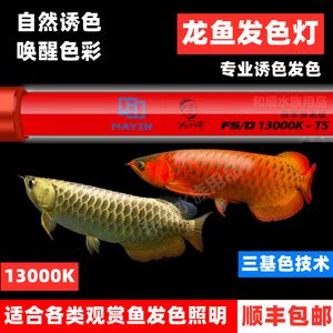 金龍魚魚缸燈如何擺放【每天開燈8小時，金龍魚開燈8小時，金龍魚身體狀態(tài)的變化】