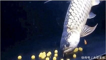 金龍魚卵哪里有賣【什么是金龍魚卵】