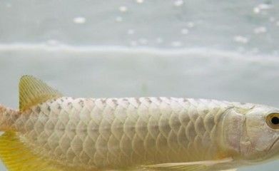 金龍魚趴缸用什么藥【金龍魚趴缸用什么藥物】 龍魚百科 第5張