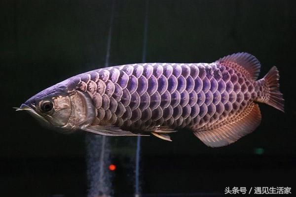 金龍魚可以跟七彩魚混養(yǎng)嗎【金龍魚可以和七彩魚混養(yǎng)嗎】 龍魚百科 第1張