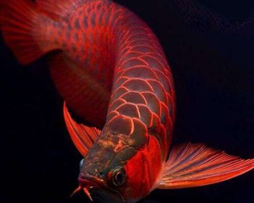 金龍魚什么樣的好看【金龍魚（拉丁學名：arowana）】