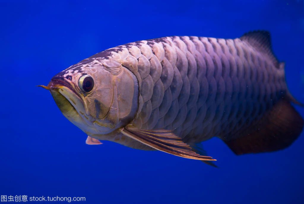 金龍魚藍(lán)色【金龍魚為什么會有藍(lán)色底色？】