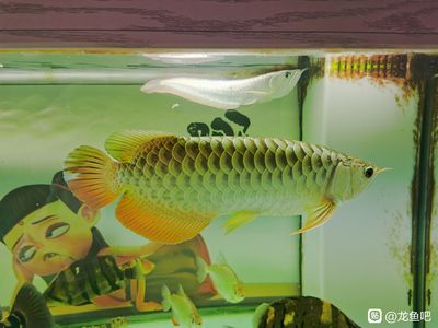 龍魚梆怎樣用大白片【龍魚使用大白片的方法】 龍魚百科 第2張