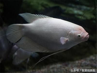 龍魚5號可以治療充血嗎【龍魚五號觀賞魚的藥劑或飼料（存在不同表述的產(chǎn)品闡述）】