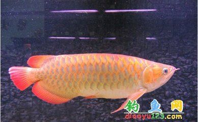 金龍魚與花羅漢魚的區(qū)別【花羅漢魚的特點(diǎn)】 龍魚百科 第1張