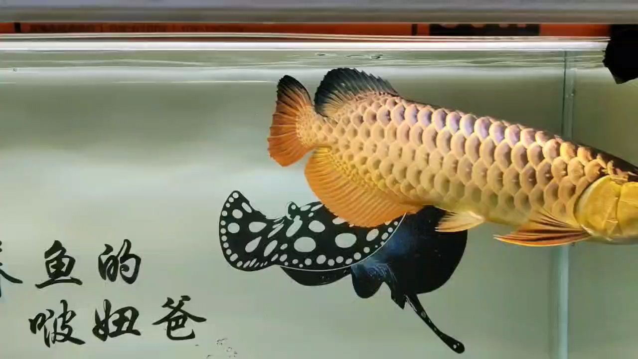 打卡【古典金,冷場(chǎng)大姐大】 觀賞魚(yú)論壇