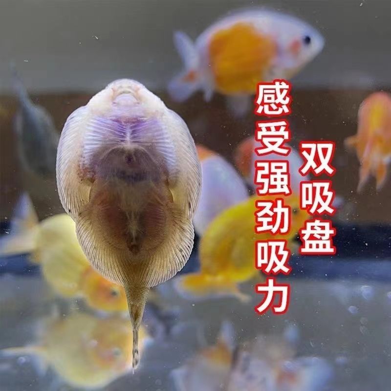 貴爬魚   水中清道夫吃魚屎  排泄物[aini][aini][aini]水中清理大師【貴爬魚水中清道夫吃魚屎排泄物】 觀賞魚論壇 第4張