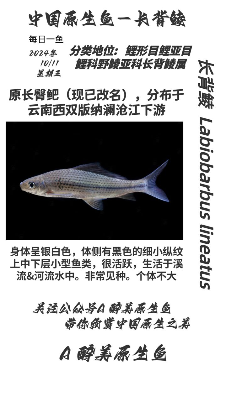 長(zhǎng)背鯪【江瀾滄江】 觀(guān)賞魚(yú)論壇