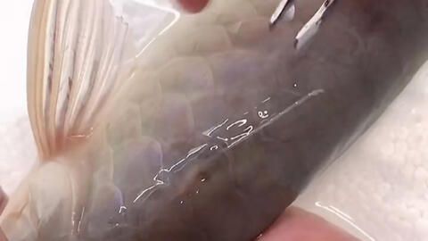 黑色的龍魚叫什么品種【黑色的龍魚通常指的是哪個(gè)品種？】